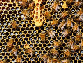 What’s the Role of Bees in Maintaining Biodiversity?