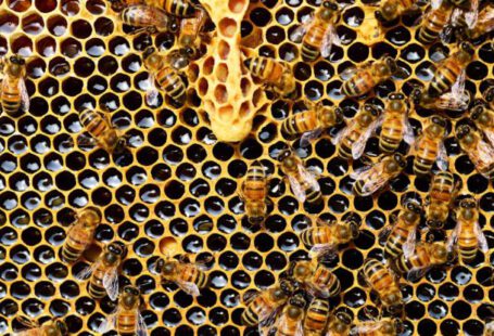 Bees - Top View of Bees Putting Honey