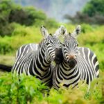 Conservation Efforts - Zebras on Zebra