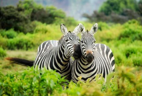 Conservation Efforts - Zebras on Zebra