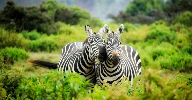 Conservation Efforts - Zebras on Zebra