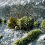 Urban Gardening - Green Moss on Concrete