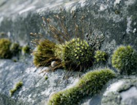 How Is Urban Gardening Influencing City Living?