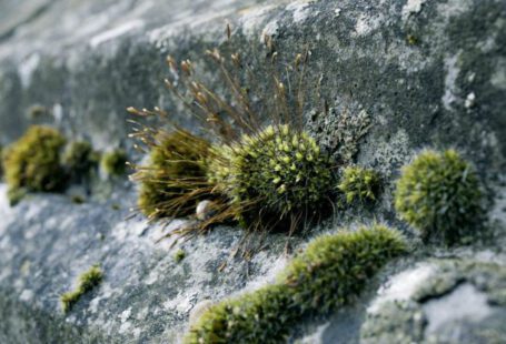 Urban Gardening - Green Moss on Concrete