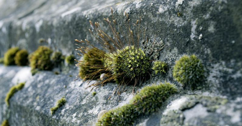 Urban Gardening - Green Moss on Concrete