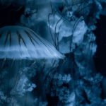 Animal Behaviors - A Shot of Jellyfish in Dark Water 