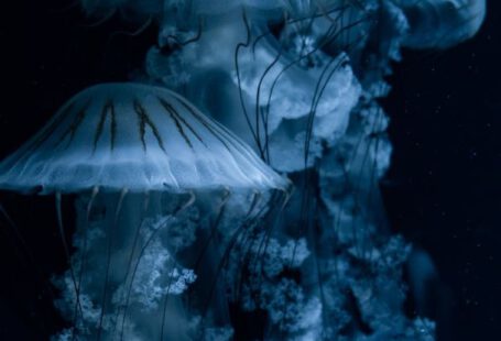 Animal Behaviors - A Shot of Jellyfish in Dark Water 