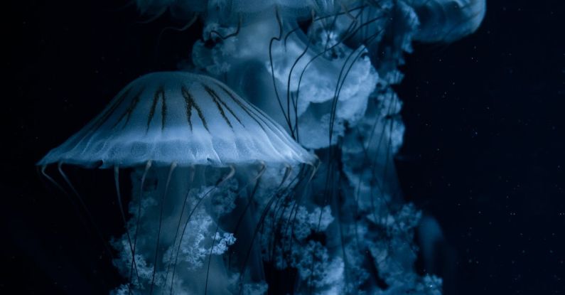 Animal Behaviors - A Shot of Jellyfish in Dark Water 